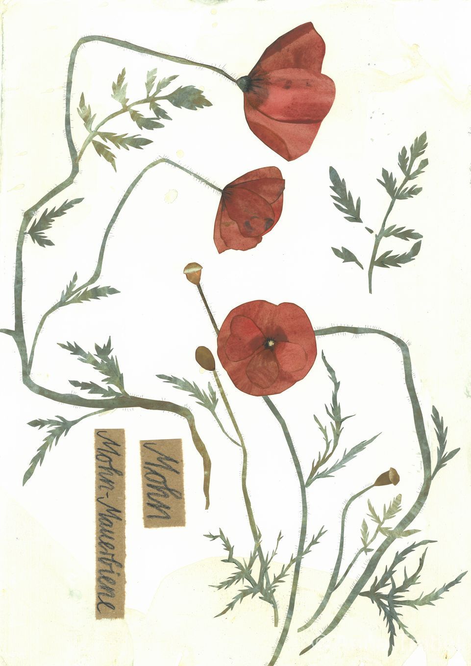 post-thumb-books/Herbarium/S13.jpg