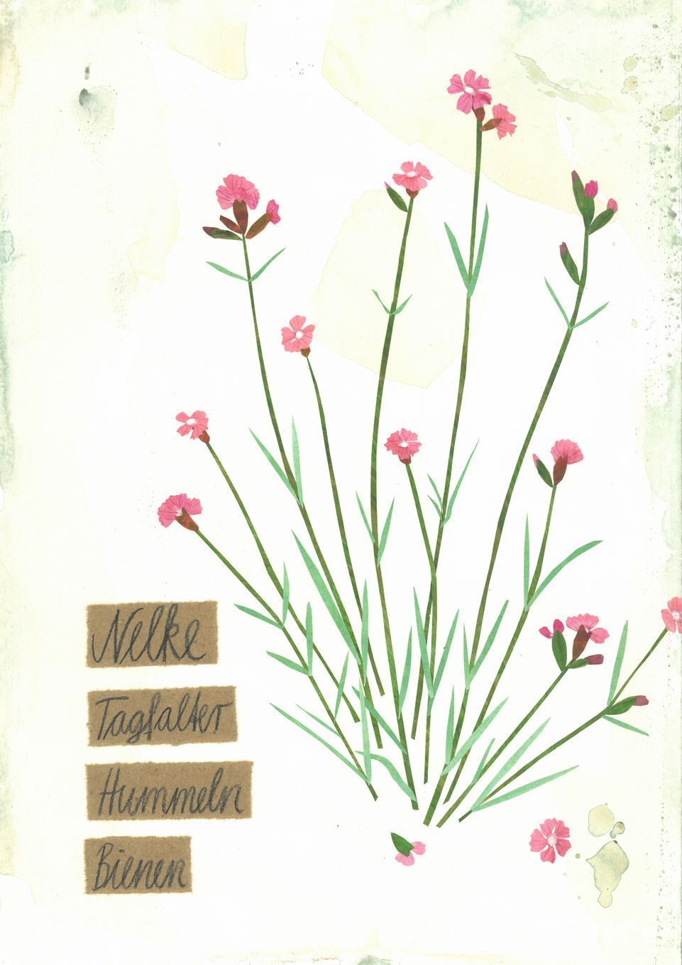 post-thumb-books/Herbarium/S17.jpg