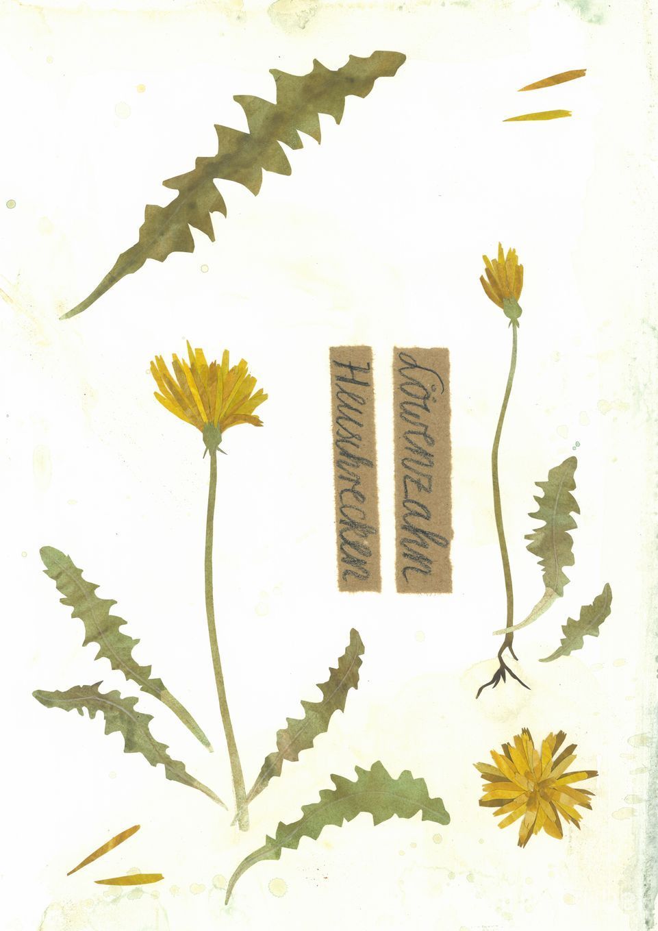 post-thumb-books/Herbarium/S19.jpg