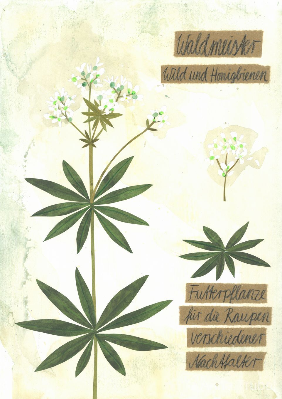 post-thumb-books/Herbarium/S27.jpg