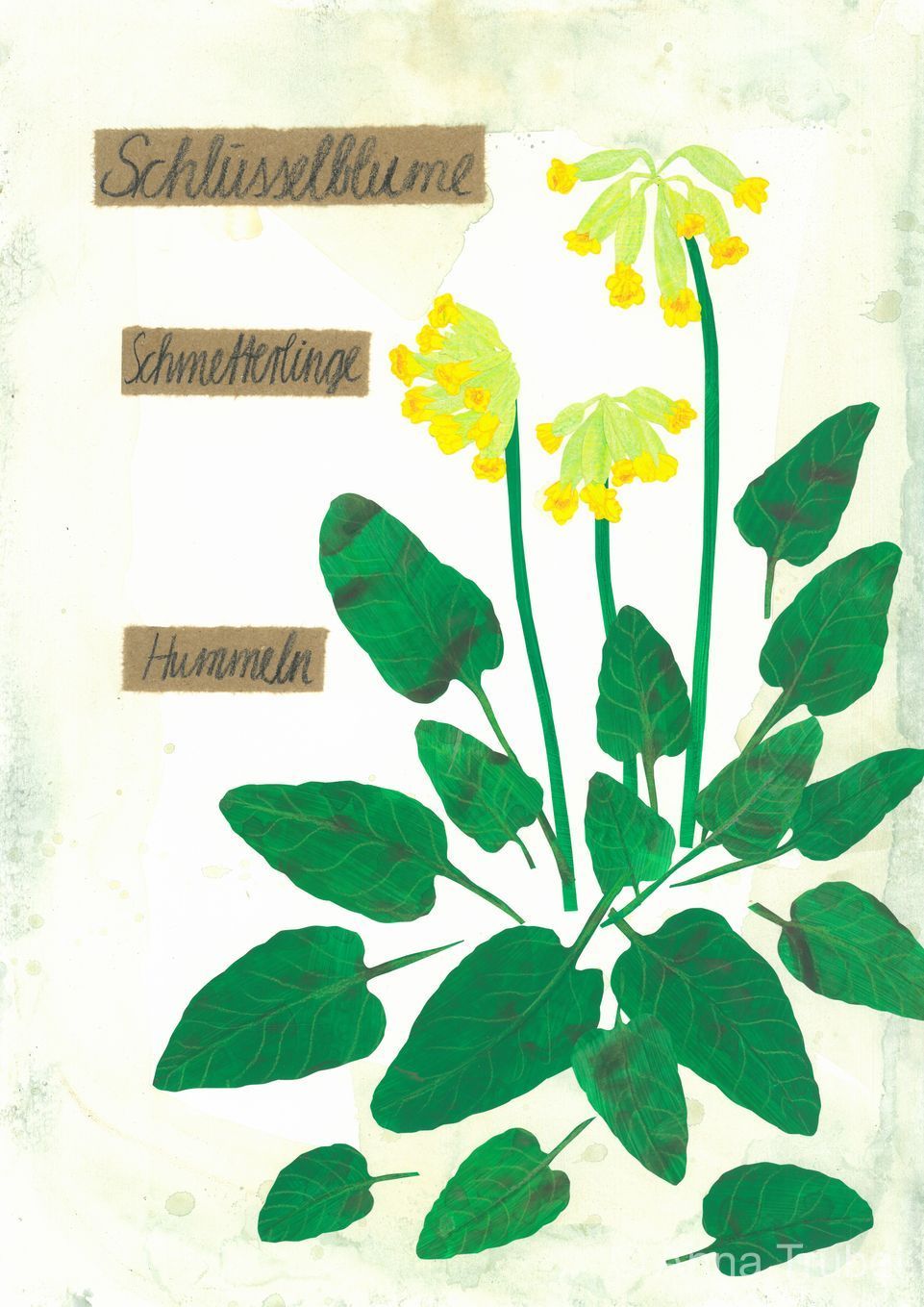 post-thumb-books/Herbarium/S29.jpg