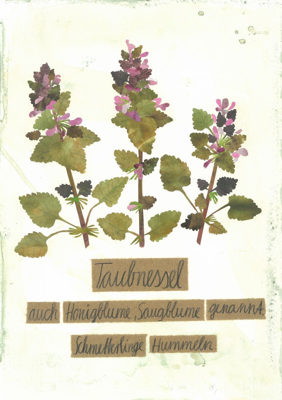 post-thumb-books/Herbarium/S3.jpg