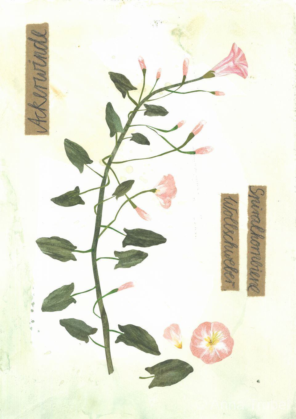post-thumb-books/Herbarium/S7.jpg